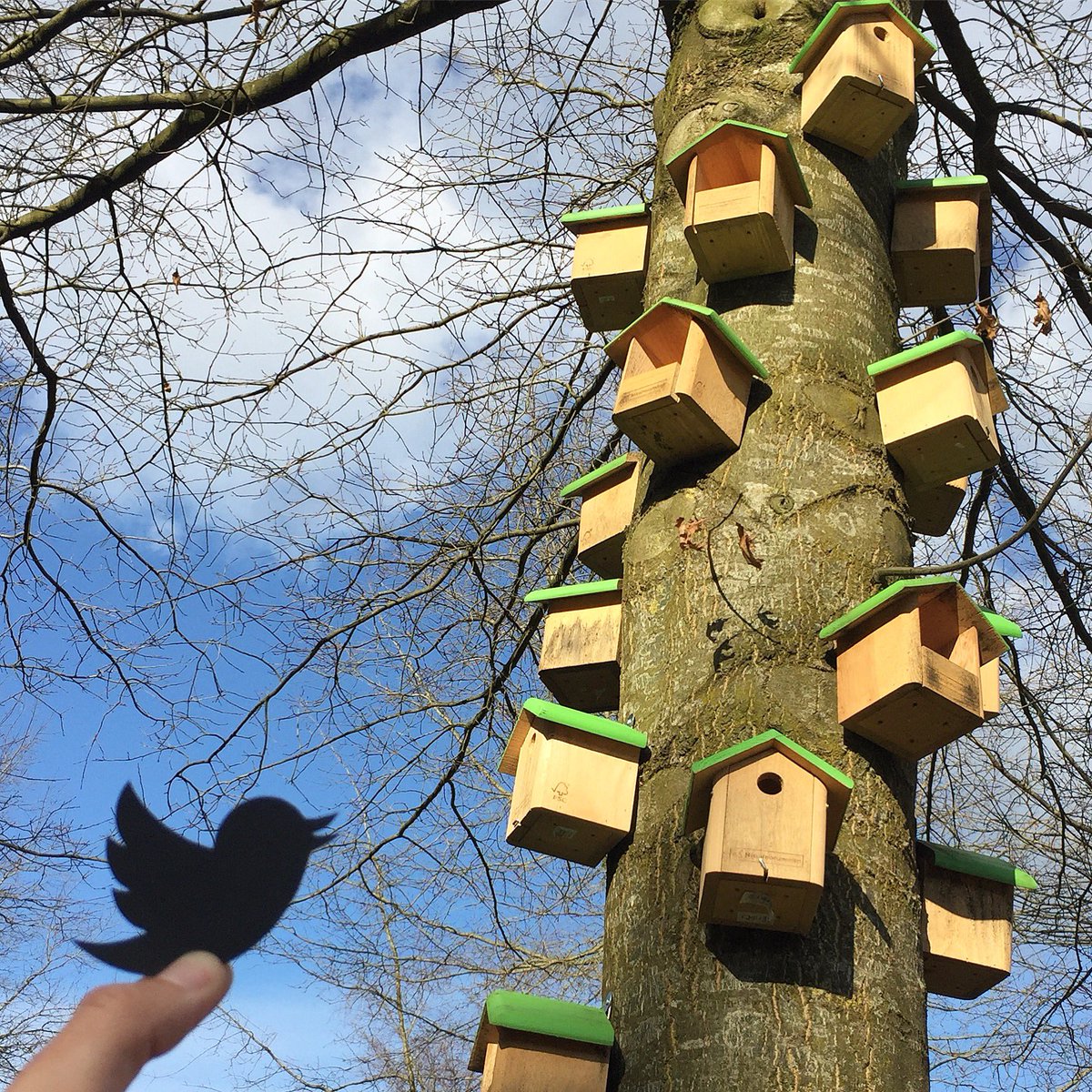 Which One Should I Choose? Tweet...Tweet!

#bird #birds #birdhouse #twitter #tweet #twitterbird #ontdeklandal #landal #silhouette #papercut