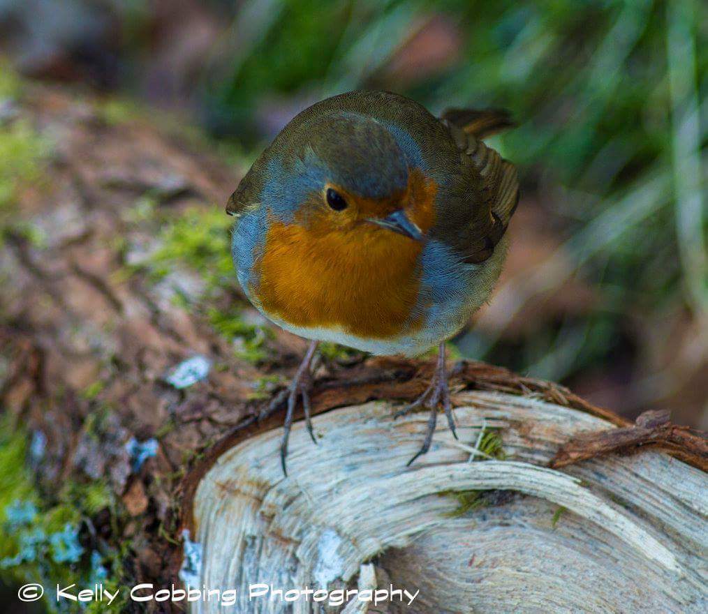 KellzPhoto's tweet photo. Images taken at Whinlatter Forest Feb 2017 
#NaturePhotography #WhinlatterForest #Keswick #Cumbria https://t.co/UJZpCZJPZ4