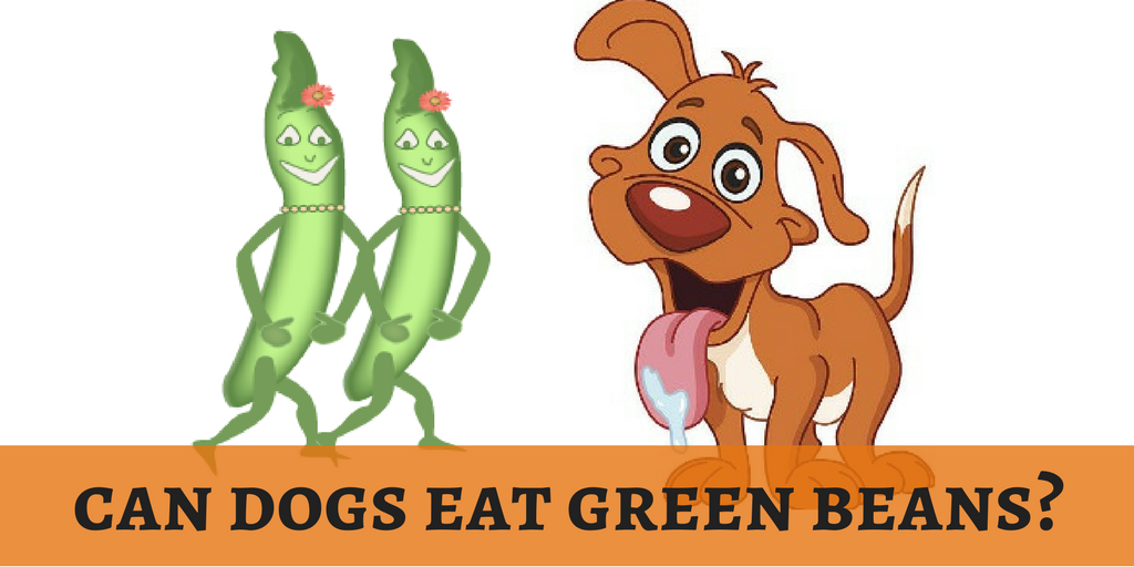 lovedogbabe's tweet photo. Green beans makes me slim and fit. May I try this fitness diet to my pooch? Crunch more!
https://t.co/FaUbrwcpBB
#dogbabe https://t.co/jTnm6cUIrF