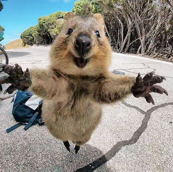 Give me a hug! Quokkas Are The Happiest Animals In The World. Photo Cambell Jones