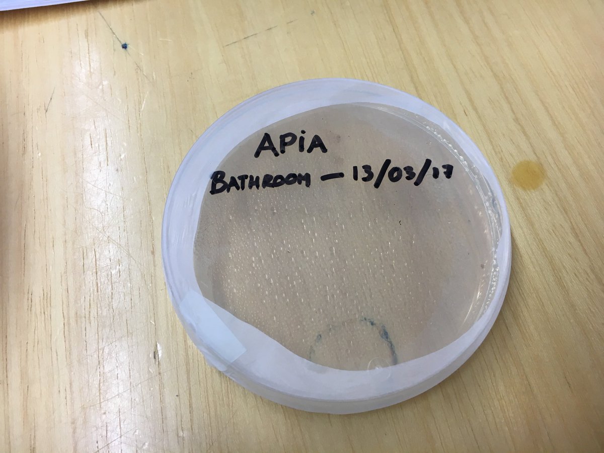 APIAtaldea's tweet photo. 3rd day: microorganisms in the building and in our bodies
#BIODIVERSITYLAB  @NSPC_I https://t.co/8ip6INkMU0