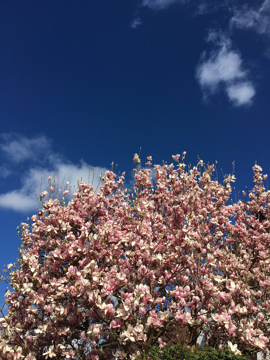 puddlethwaite1's tweet photo. Gorgeous morning #springequinox #blossoms #smles https://t.co/mGu7ha6RUz