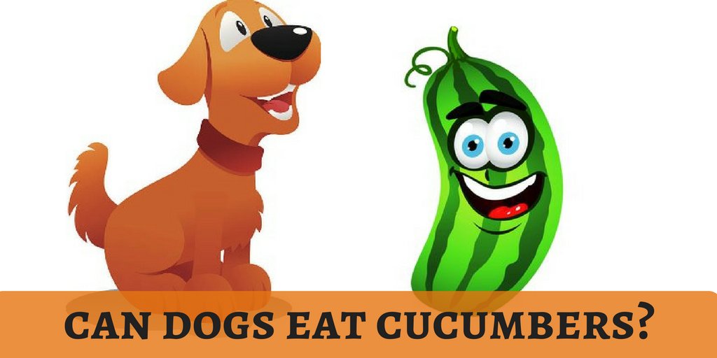 lovedogbabe's tweet photo. A cooling treat for summer is cucumber. Shall we cool our dogs too?
Stay cool!
https://t.co/XZ1vWLhE45
#dogbabe https://t.co/K1kXYzwQiU