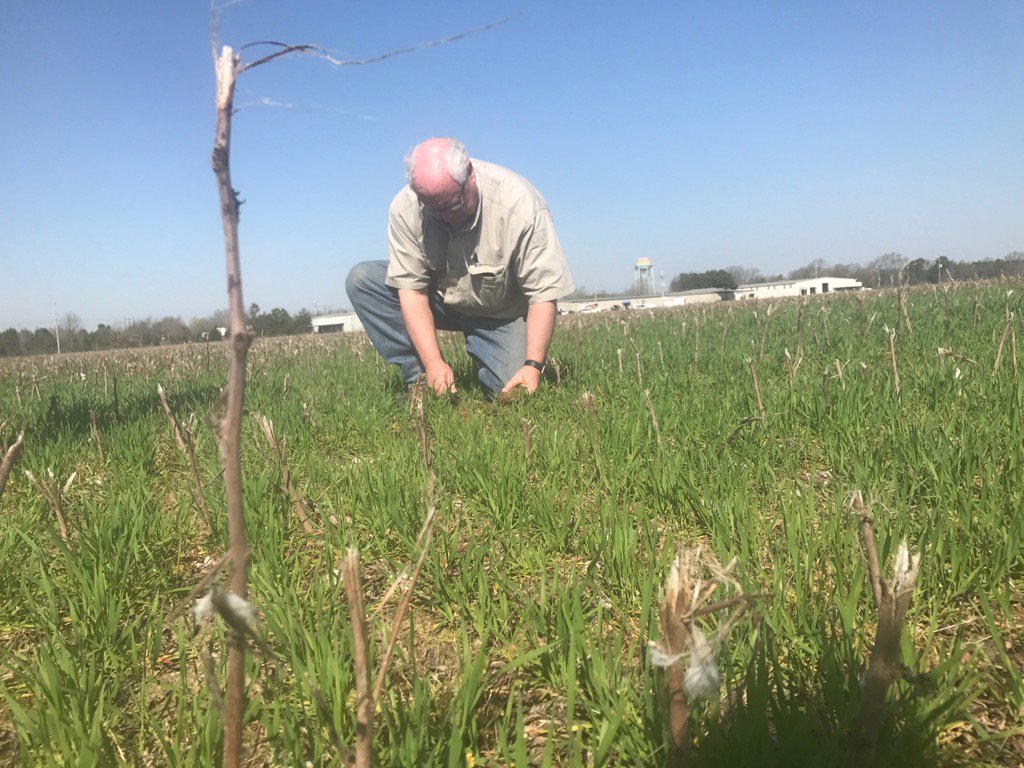 Tyne_Ag's tweet photo. Sledge Taylor of Como, Ms is increasing cotton acres by 25% this yr. I'll have the story tomorrow on @AgDayTV https://t.co/Ajj8fjzgqI