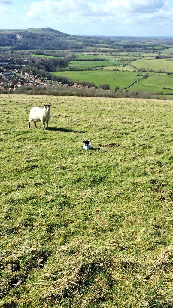 KyleJennings24's tweet photo. Checking our sheep and new lambs on Malling Down NR. #Ledermantrainee @SussexWildlife @SussexGrazing https://t.co/LlMkgIDOXA