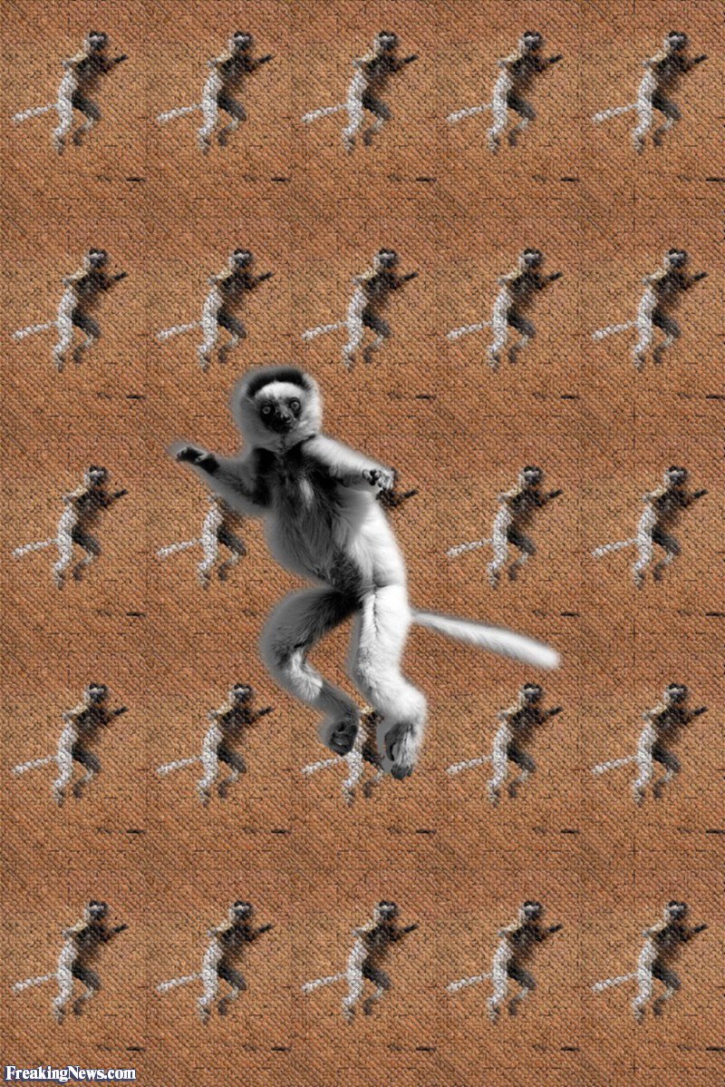 whoisyohannes's tweet photo. @Funny_n_Serious if you like patterns you're gonna like this, but if you like lemurs too you're gonna LOVE this #monkeypatterns #tyftf https://t.co/3nBACoWxw9