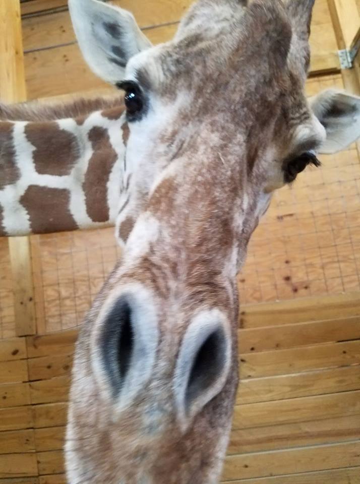 AprilTheGiraffe's tweet image. Whatchu lookin&apos; at? I&apos;m STILL pregnant!