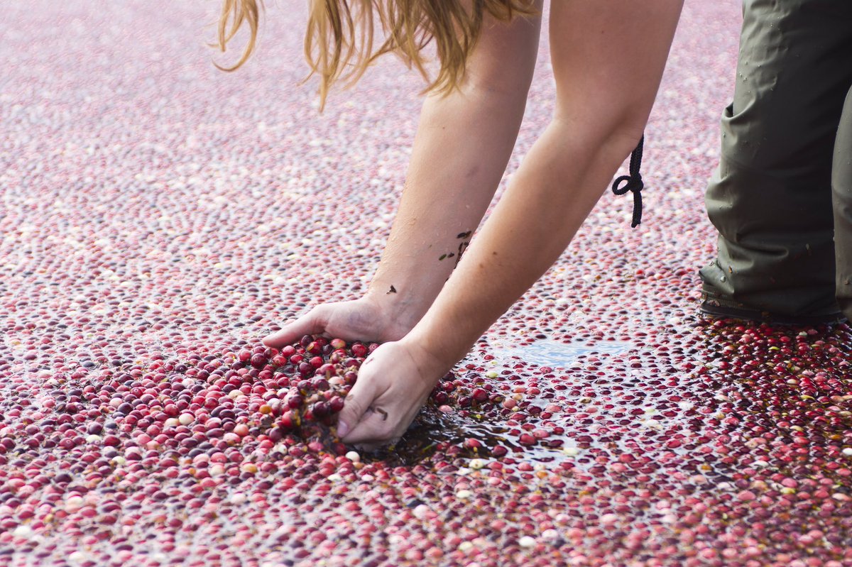 BONVIVSeltzer's tweet photo. Shoutout to our friends at @CapeCodSelect on #NationalAgDay! You're the real MVPs of the Cranberry game! 🙌🙏 #CapeCodCranberry https://t.co/RWXXMtW51Q