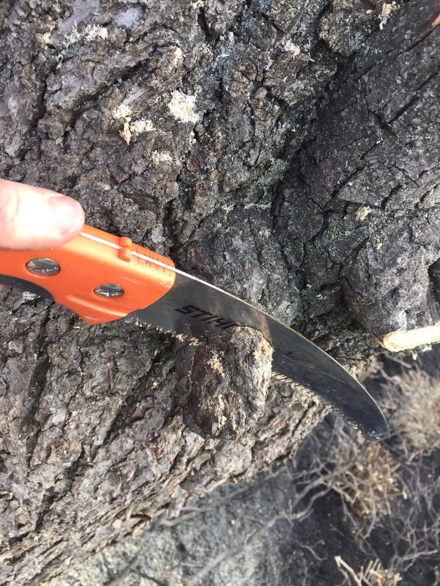 HadenHort's tweet photo. Remember that arced pruning saws tend to work on the pull motion, while carpentry saws tend to work on the push motion #pruning #SawTips https://t.co/qzZkw4iKQa