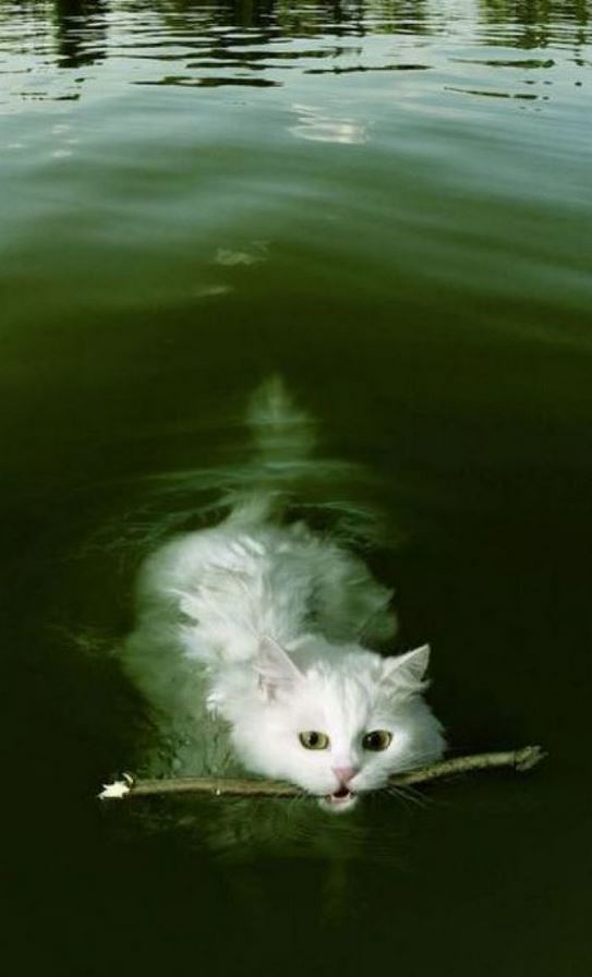 Lolchat's tweet photo. #lolcat - Le chat qui aurait voulu être un chien : il nage et ramène un bout de bois ! - https://t.co/C7OwkzkeVF -… https://t.co/3WCjhKWGxw