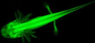 Karleigh_7's tweet photo. The proteins in the GFP gene allows it to glow &amp; the gene is extracted from jellyfish &amp; can be inserted into otherliving organisms #RHSBMS https://t.co/lSX29oL3xJ