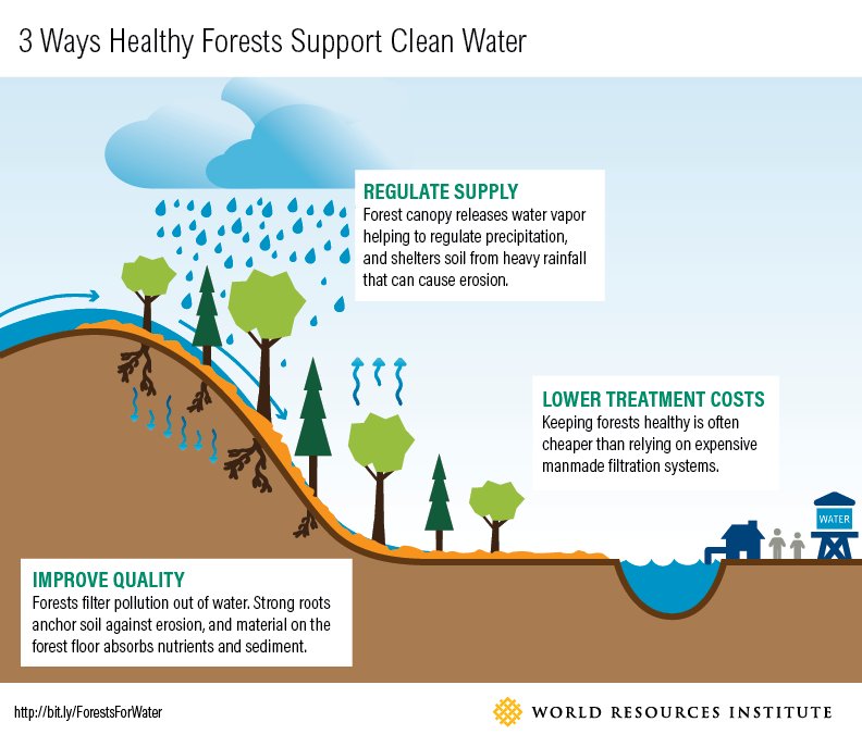globalforests's tweet image. Healthy #forests are critical to clean #water - Happy #IntlForestDay and #WaterDay2017! bit.ly/ForestWater2017