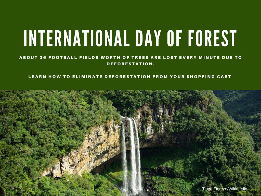 NWF_Intl's tweet photo. Happy International Day of #Forests!
https://t.co/zC46QnrieQ https://t.co/M0W9e7b9bH