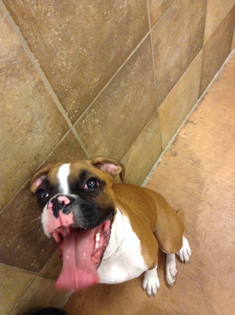 Jojos giant tongue!