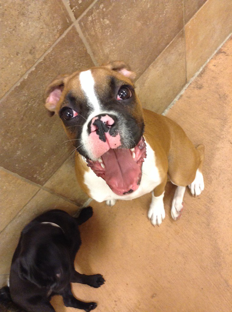 Naperville PetsHotel (@petshotel1884) on Twitter photo 