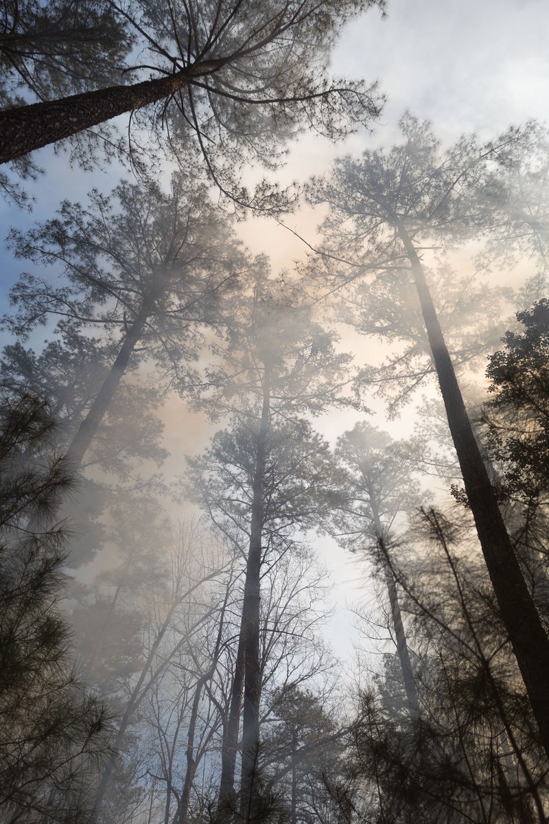 NCWildlife's tweet photo. Celebrate #IntlForestDay by learning more about the many benefits of prescribed fire: https://t.co/wW6e7ppVi2 https://t.co/jHR4tb8xbr