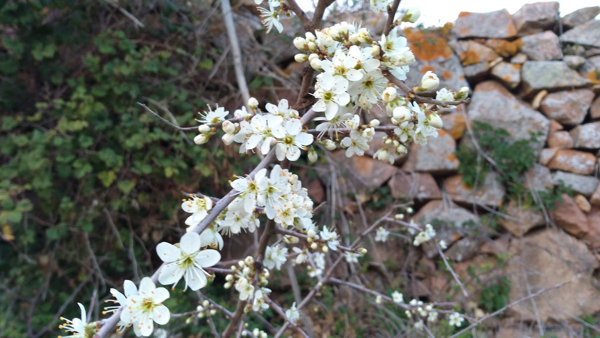 Santmarcal28's tweet photo. Amb l'arribada de la primavera la terrassa del restaurant queda inaugurada!  🌸🌸☀☀ #Montseny #Primavera #ElPuigdeSantMarçal https://t.co/Tl4gPykSZQ