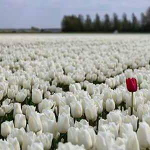 #نعشق _🌼لوردلجمال لونه وعطرها لفواح
ولاكن سرعان ماتذبل ونرميها دون ان نحس
فيها🌺فيها