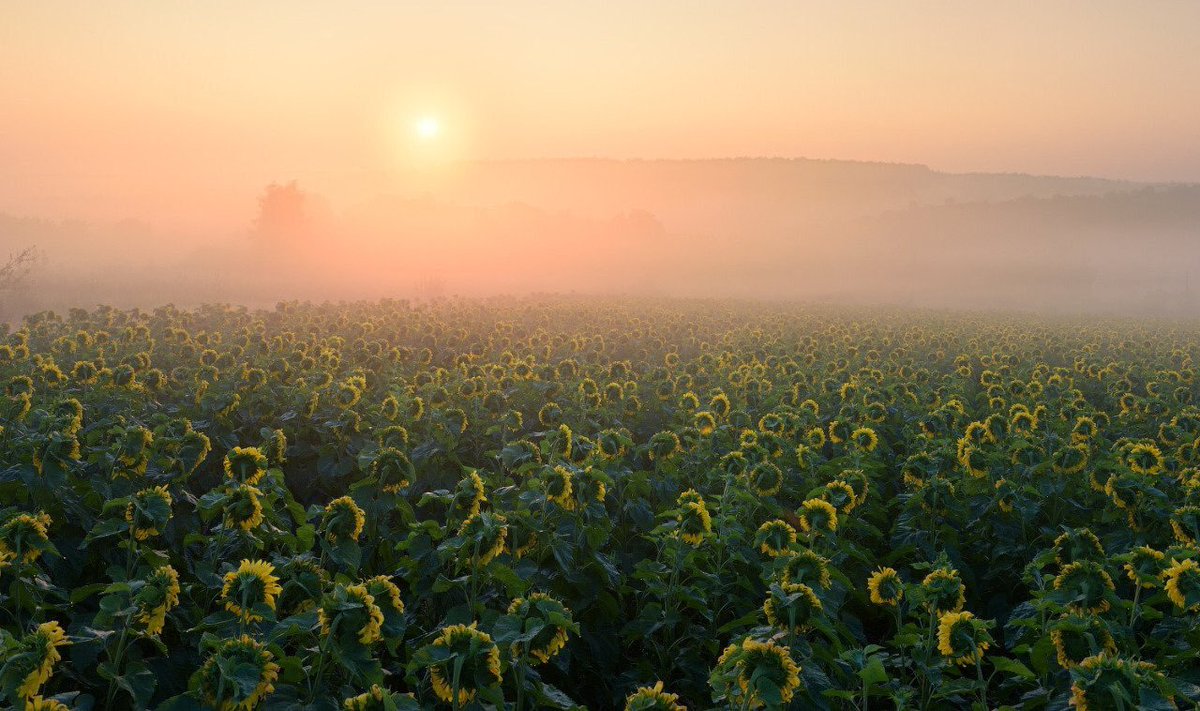 Blankedposts's tweet image. eternal peace:)