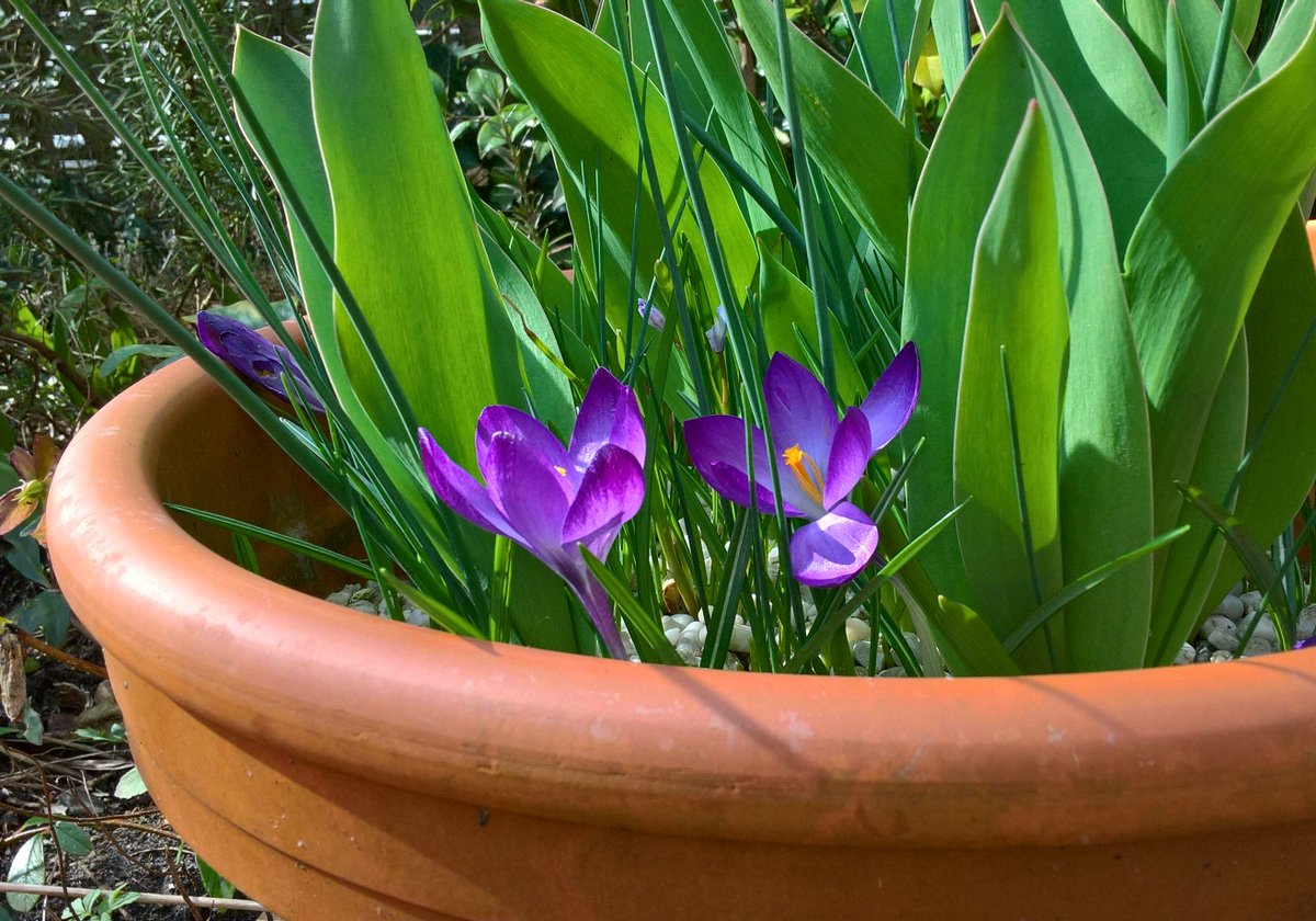 RealBurnHard's tweet photo. Promising #spring in a #pot.
#Crocuses #SprinInAPot #SpringItIs #Spring #SpringBling #SpringIsHere #BloomAlong #JustTheBest #FlowerPower https://t.co/AStLi5EAxe