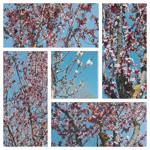 MagicaSabry87's tweet photo. Spring! 🌺🌻🌸🌞😎 
#Primavera  #Flowers  #Sun  #Roma  #Picoftheday  #happy #relax  #love https://t.co/bhHuSIAzoi