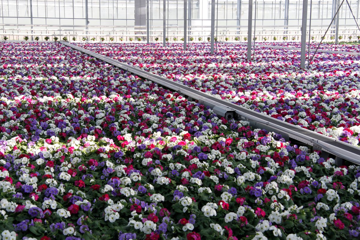 WPS we prove solutions (@wpshortisystems) on Twitter photo Wauw! Ons systeem valt bijna in het niets, doordat het omringt wordt door prachtige planten van <a href="/AmmerlaanSosef/">Jef Ammerlaan-Sosef</a>! #transportsysteem #SmartFlo Wauw! Ons systeem valt bijna in het niets, doordat het omringt wordt door prachtige planten van <a href="/AmmerlaanSosef/">Jef Ammerlaan-Sosef</a>! #transportsysteem #SmartFlo