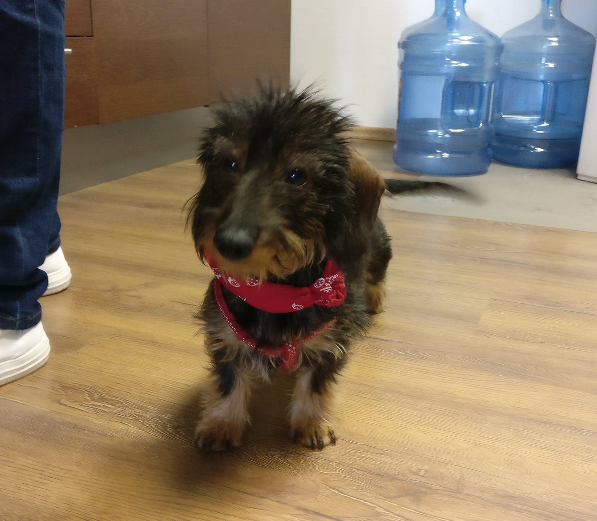 GergoB's tweet image. @accedotv #Budapest  we have a new colleague, pro mostly in #cutetech ;)