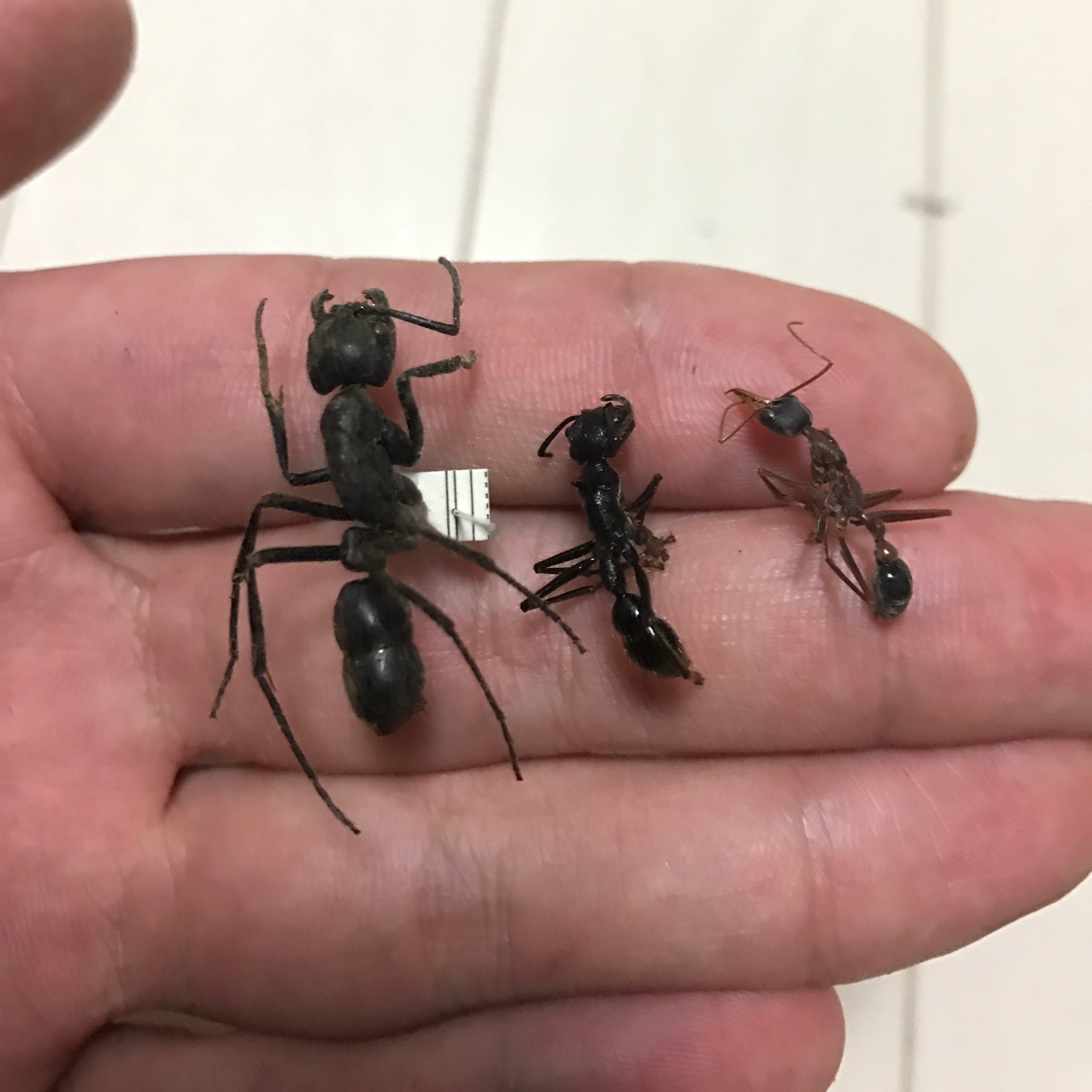 しんえん 左から ディノポネラ パラポネラ キバハリアリ ブルアント しんえん 左から ディノポネラ パラポネラ キバハリアリ ブルアント