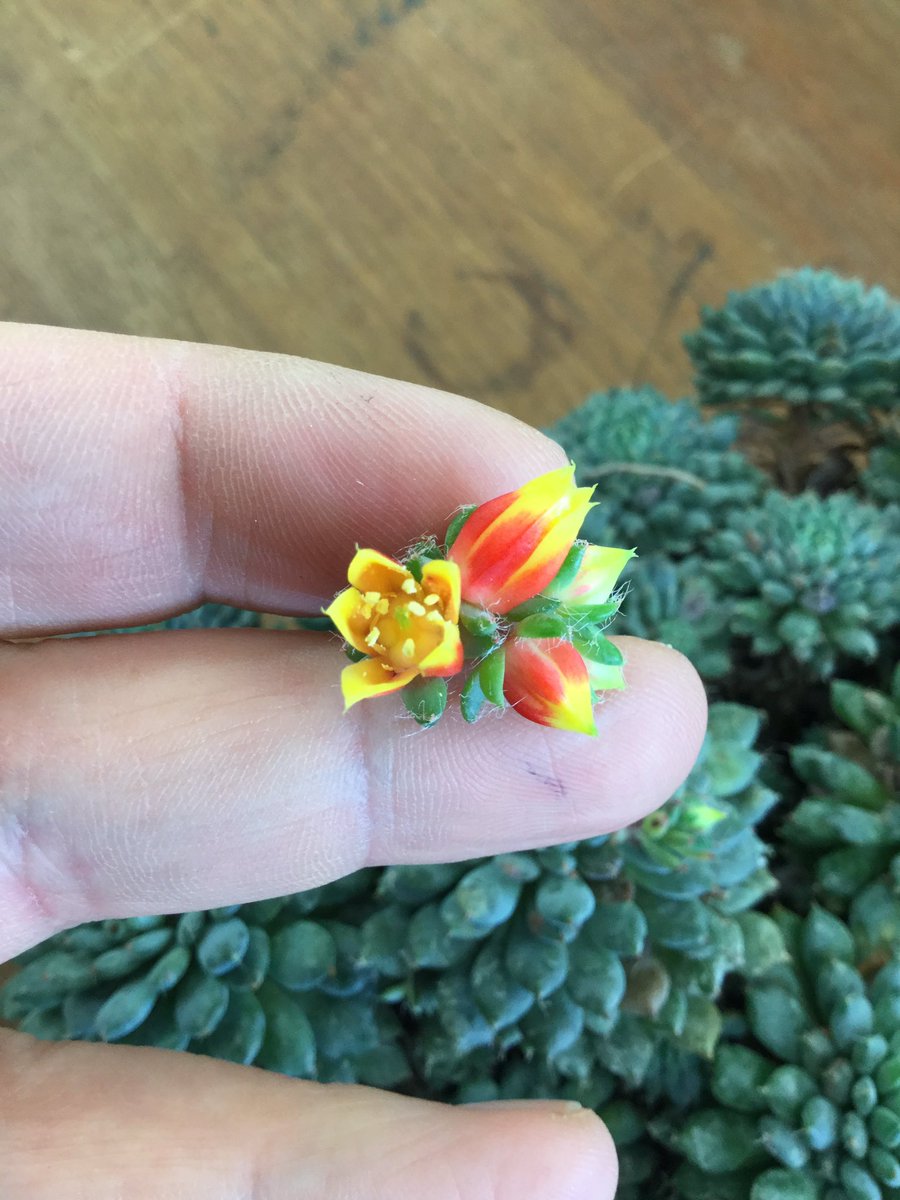 pennymarshwort's tweet photo. Final practice before our test- 25 #plantfamilies @MScPlantDiv #euphorbiaceae paired stipules subtending buds, #crassulaceae #chloranthaceae https://t.co/RL7pU1hkq6