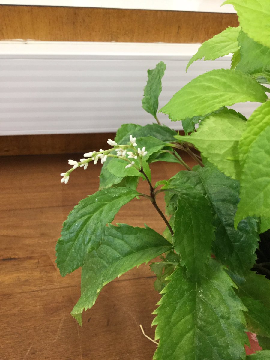 pennymarshwort's tweet photo. Final practice before our test- 25 #plantfamilies @MScPlantDiv #euphorbiaceae paired stipules subtending buds, #crassulaceae #chloranthaceae https://t.co/RL7pU1hkq6