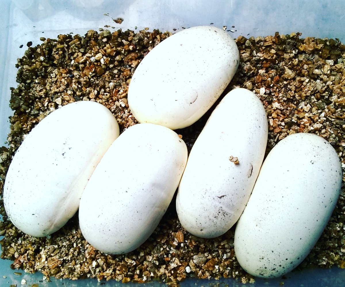 Powys Pythons tweet media