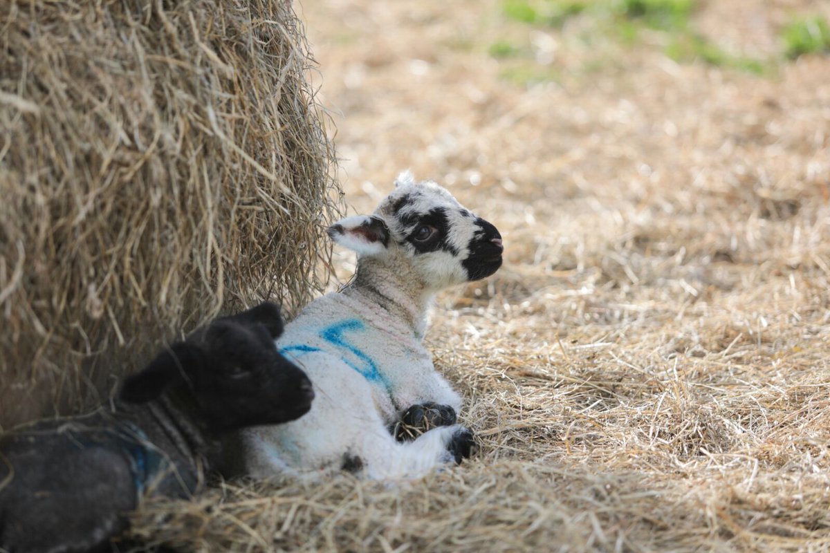 KJDevonLamb's tweet photo. It's Mother's Day on Sunday! How about a lamb roast - Call us up on 01626 832499 to purchase yours today. #lamb #devonfood #mothersday https://t.co/43QAoTZCo6