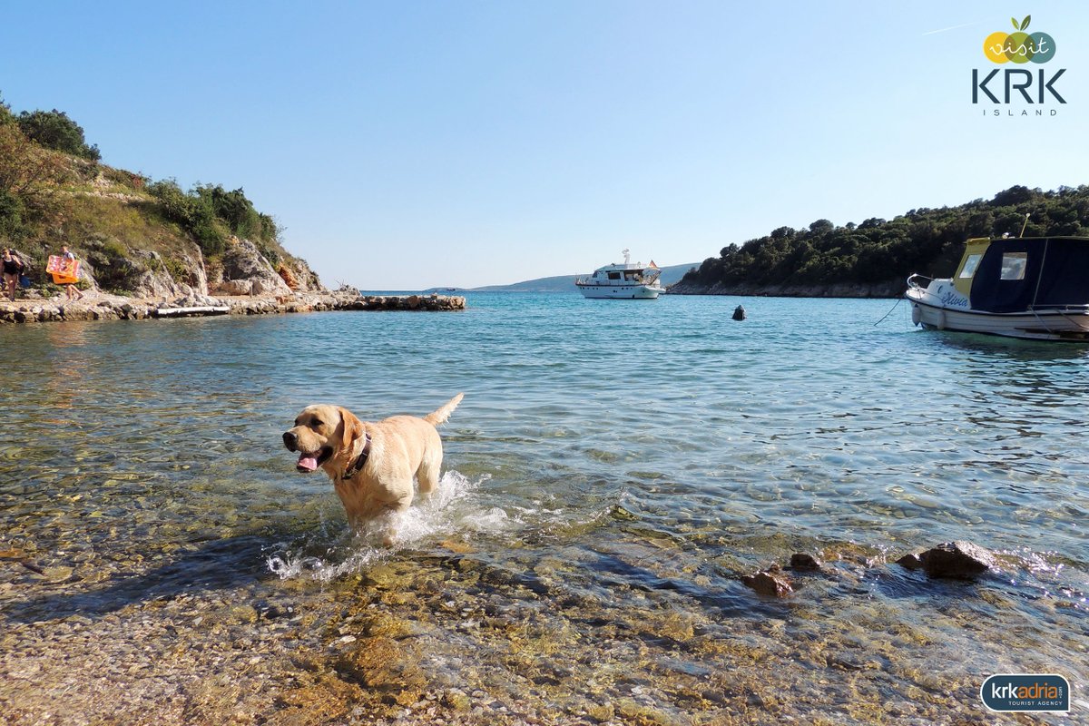 VisitKrk's tweet image. There are numerous places on the #KrkIsland where your pet is warmly welcome. Houses, #DogBeach or semi wild hidden spots like this one.