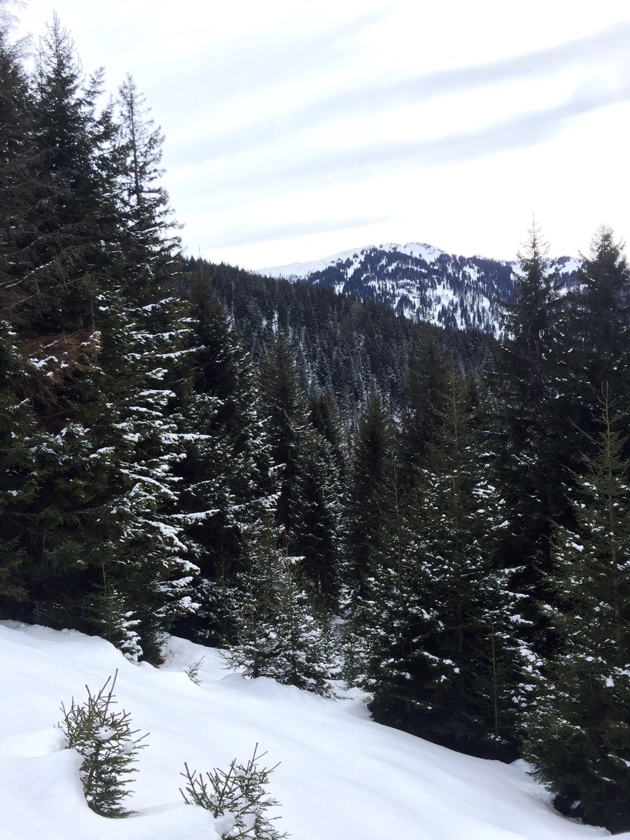 ErcanMuttalip's tweet photo. Ormanı  koruyan herkezin ormancılar günü kutlu olsun🌲🌲Atanmak isteyen orman mühendislerin sesini bugün duyalım #21MartDunyaOrmancilikGunu https://t.co/swT1048yQ1