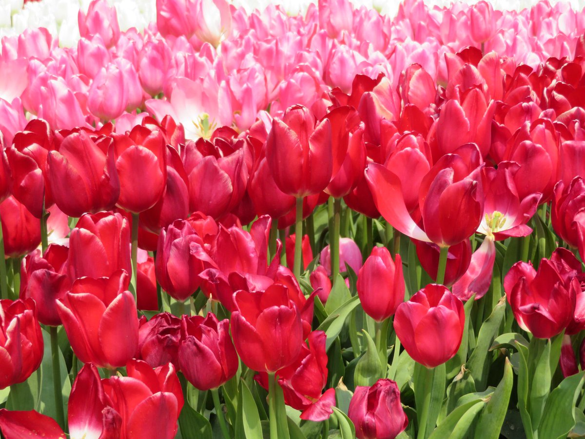 grandfrontyu's tweet photo. 初めましてー！
うめきたガーデンのお花を撮りたくて、カメラを買いました(๑>◡<๑) 
初心者なのでわからないことだらけですが、カメラ好きさんガーデン好きさんよかったらお友達になってください！
#うめきたガーデン
#写真好きな人と繋がりたい https://t.co/ySQdfSt56J