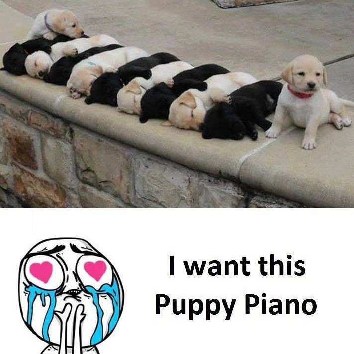 iglovedogs tweet picture