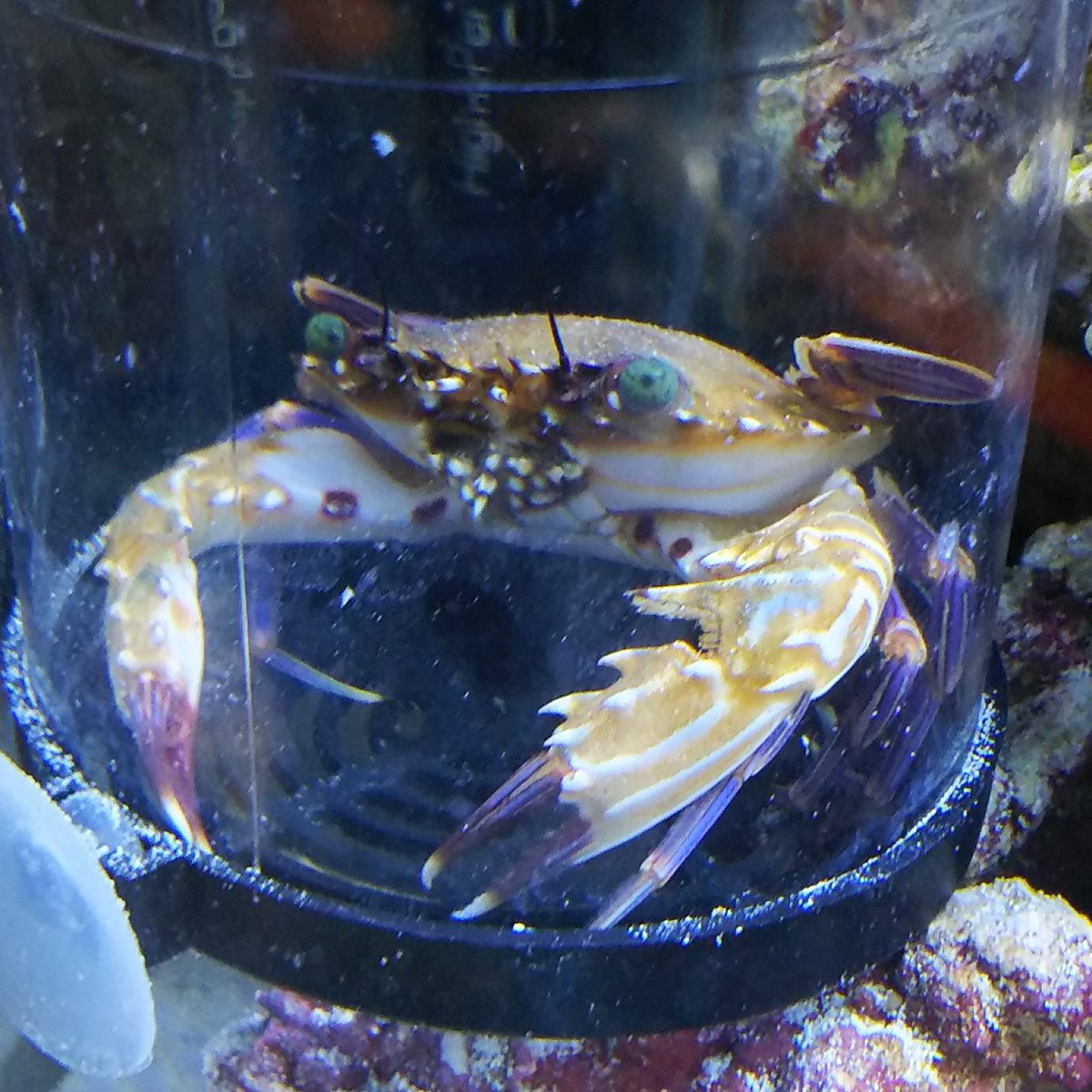 クーワガ座布団 Twitterren 隔離してからやたら大人しいトガリマダライシガニ 食べ残しの回収も楽だし隔離ケースでの飼育も悪くない W Z 3 クーワガ座布団 Twitterren 隔離してからやたら大人しいトガリマダライシガニ 食べ残しの回収も楽だし隔離ケースでの飼育も悪くない W Z 3