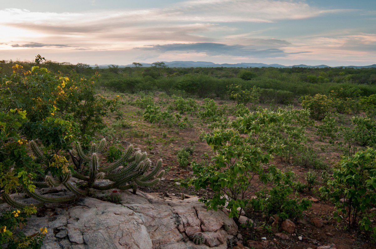 CaatingaPlantas's tweet photo. Happy #IntlForestDay from the Caatinga dry forests of Northeast Brazil, packed full of endemic plants and animals. https://t.co/SqPBDEGwCs