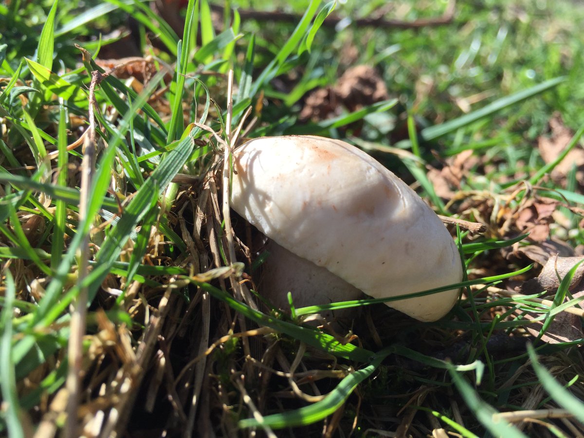WildFoodUK's tweet photo. St George has come to Shropshire! This morning we found our first Calocybe gambosum's of the year! :) https://t.co/rgDwZPZNkl