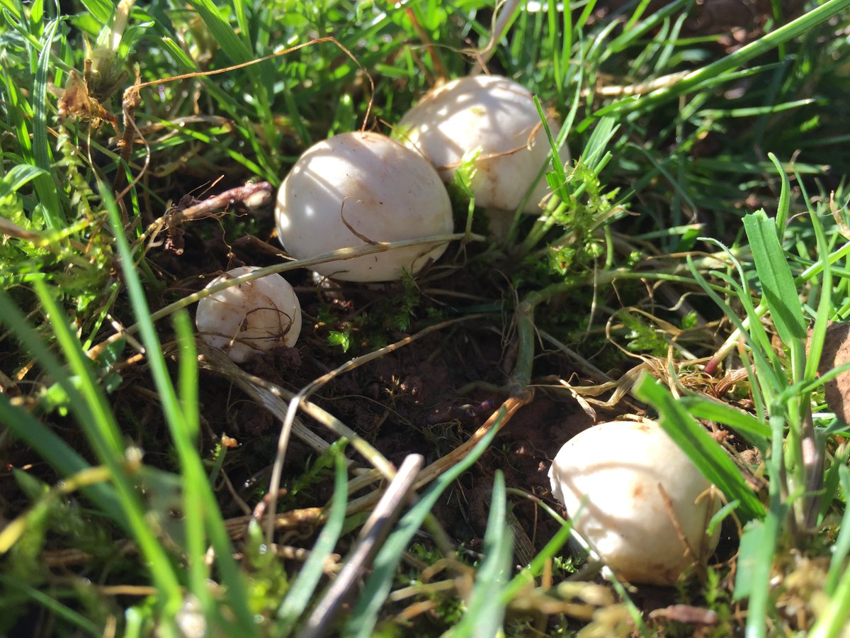 WildFoodUK's tweet photo. St George has come to Shropshire! This morning we found our first Calocybe gambosum's of the year! :) https://t.co/rgDwZPZNkl