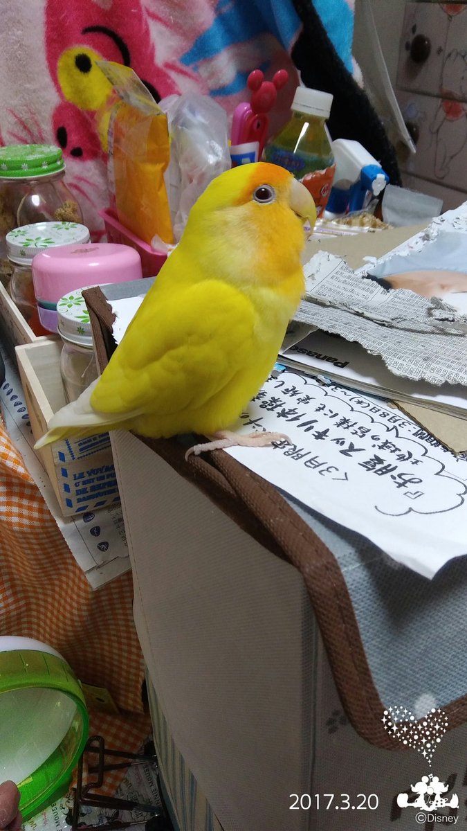 dandelion_cocoa's tweet photo. ▼自己紹介
ルチノーズ＠ココアを添えてです。
※元【たんぽぽ&amp;ココア@噛めば都】です※
我が家の家族を紹介します。
・1枚目
【アンジュ】
ルチノーのオカメインコです。
・2枚目
【たんぽぽ】
ルチノーのコザクラインコです。
・3枚目
【ココア】
アプリコットのトイプードルです。 https://t.co/GZbMdVtYyJ