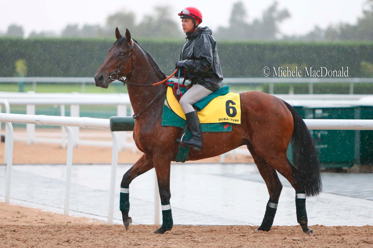 full_stride's tweet photo. Even desert rain can't obscure quality of @The @AgaKhanStuds' Zarak, a GSW by Dubawi o/o champion Zarkava. Runs in Dubai Turf @DWC_Meydan https://t.co/OTASs3kb6W