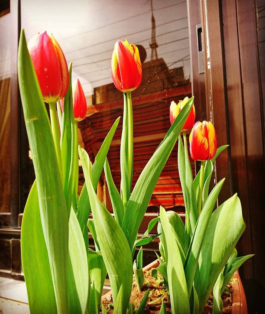 rantissi44's tweet photo. First day of spring #spring #firstspringday #beautiful #beauty #tulips #mothersday #nature… https://t.co/rQyrHCokMB https://t.co/c01u5PuPLM
