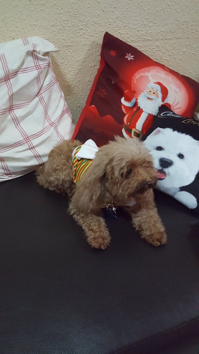 ThingsOnFluffy's tweet photo. #ThingsOnFluffy #ThingsOnDoggie #SamosaShaped #FoldedPlasticBag https://t.co/Z0JtxOO1dS
