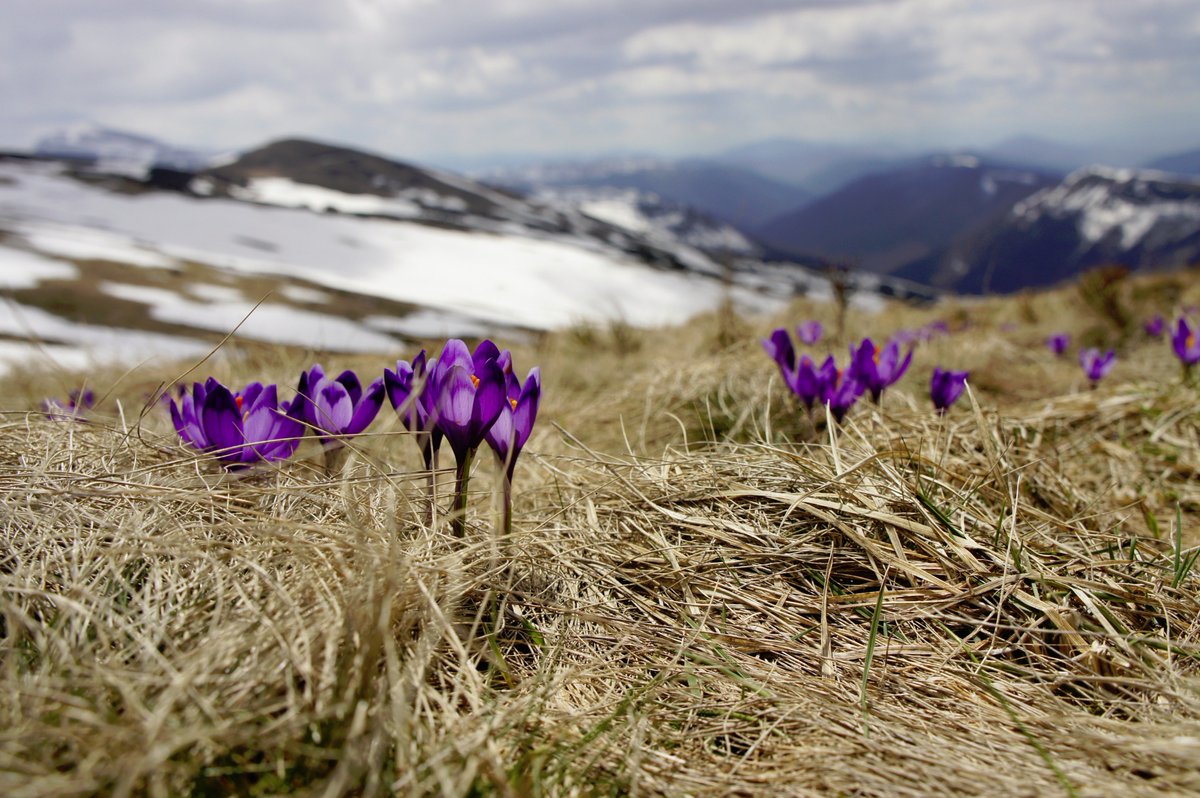 bpf_it's tweet photo. “Non importa quanto freddo sia l'inverno, dopo c'è sempre la #Primavera” #21marzo 
E.Vedder https://t.co/Y0SByzIFql
