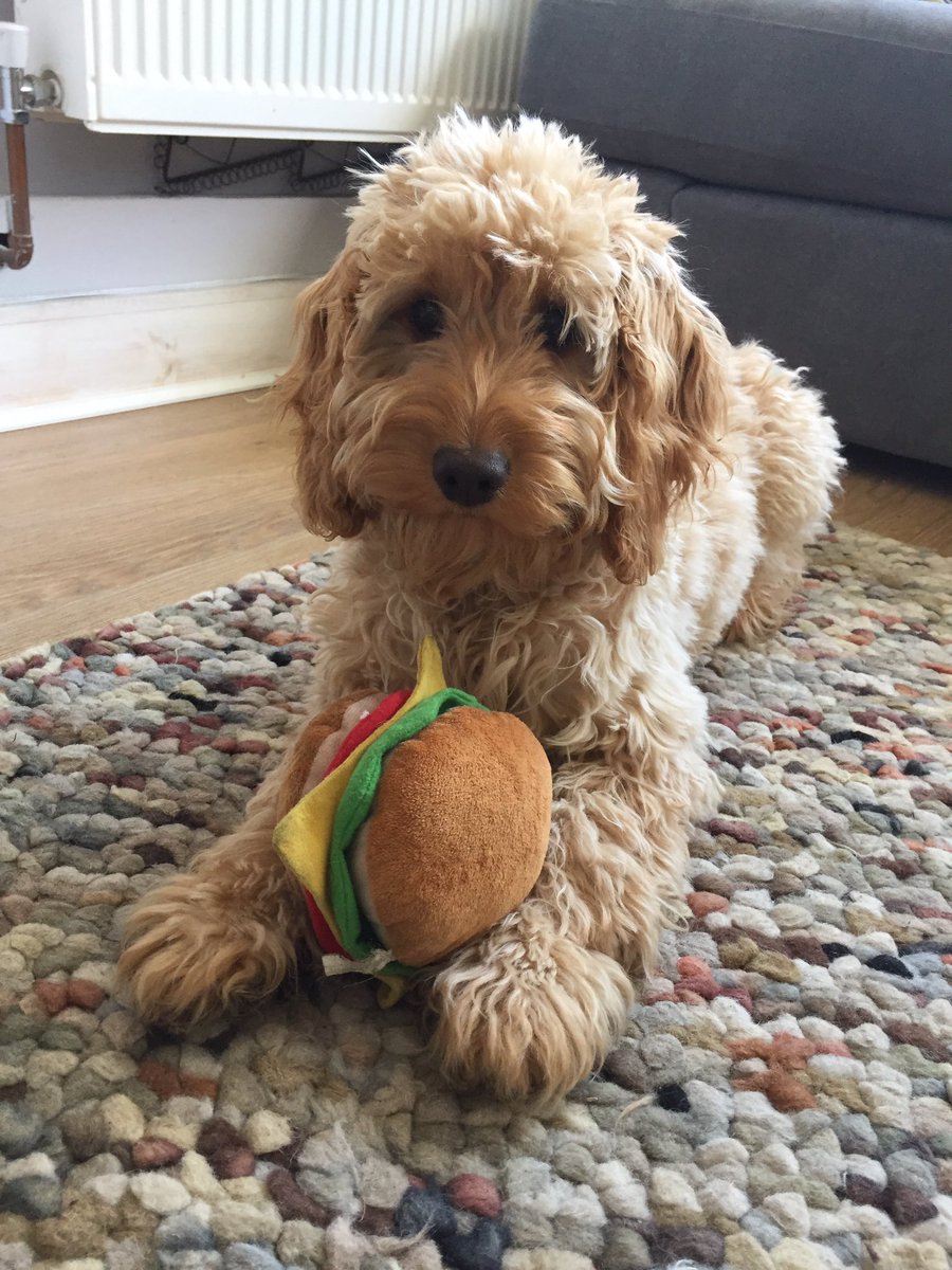 lillyapoo's tweet image. There's nothing like sitting down to a right tasty burger 🍔!  Bring on the BBQ season.  #dogbbq #burger #bestlunch