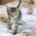 MissAmpel's tweet image. Hoy te enseñamos una nueva web de un cliente, Clínica Veterinaria Jai # #Lhttp://bit.ly/2nHGGbX