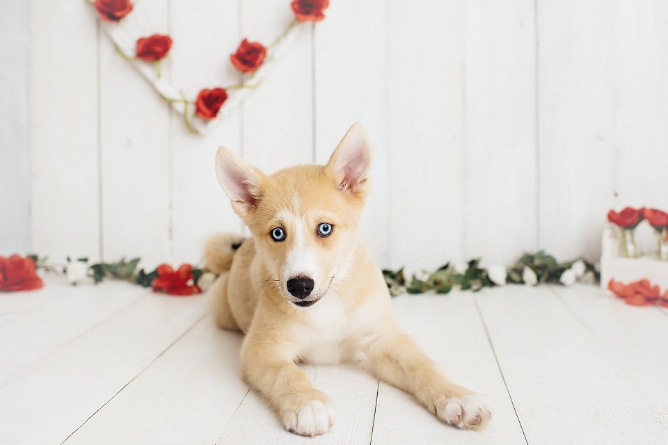 PomskyCentral's tweet photo. Tuesday's Pomsky of the Day Kal-El has some of the most of amazing eyes! https://t.co/RSp9Obe5pf #pomsky #pomskypuppy #pomskyoftheday https://t.co/0bbNxdum3i