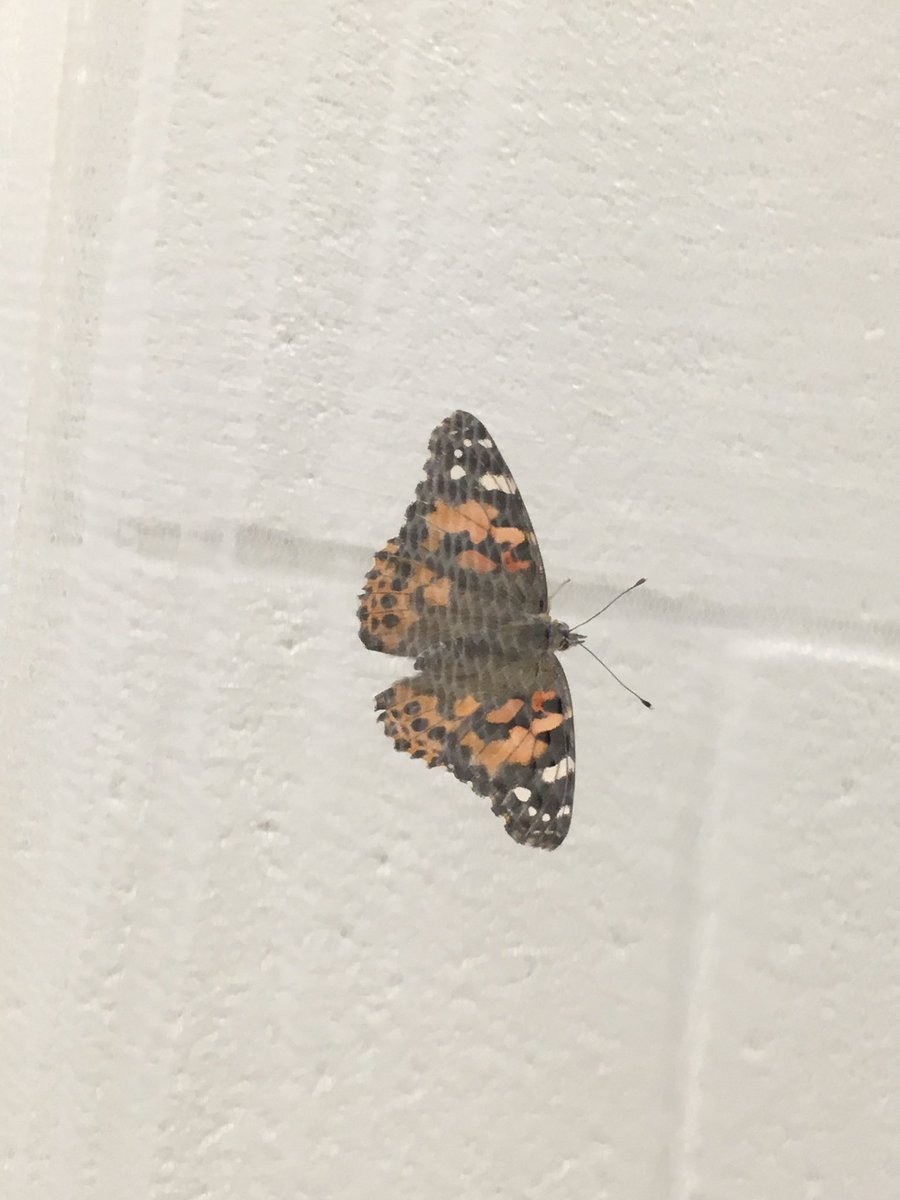 whitmaupin's tweet photo. Our pupas are now butterflies!!! 🐛to🦋 @EscandonEagles https://t.co/FxDT2cizBK