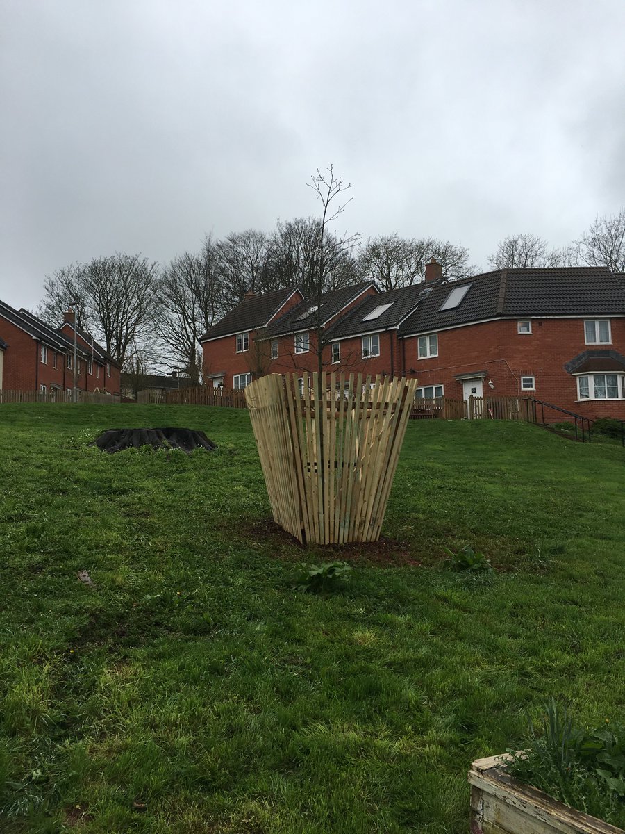 benhiline's tweet photo. @hilinesw supplied and #planted this lovely #Oak #tree for a #greenspace @hellosanctuary housing scheme in #Torbay #communtiesweek17 #Devon https://t.co/6kbhR5JEHB